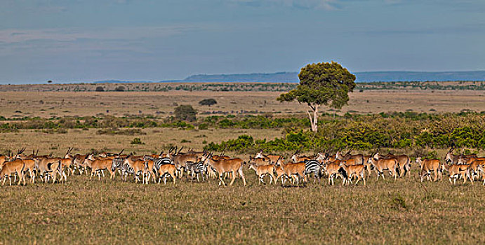 牧群,大羚羊,斑马,马,蓝角马,角马,马赛马拉国家保护区,肯尼亚,东非,非洲