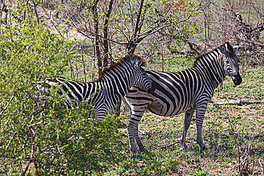 白氏斑马,斑马,灌木,克鲁格国家公园,南非,非洲