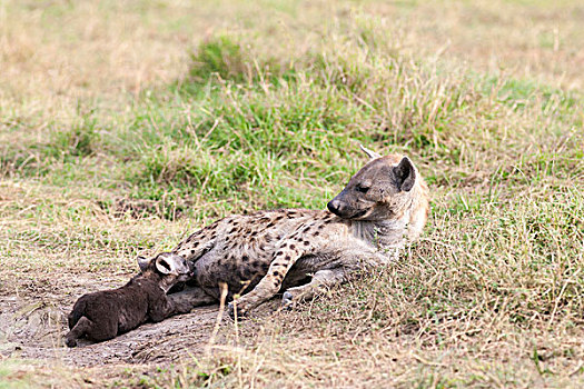 斑鬣狗,马赛马拉,家族,氏族,几个,幼兽,挨着,窝,吸吮,肯尼亚,非洲
