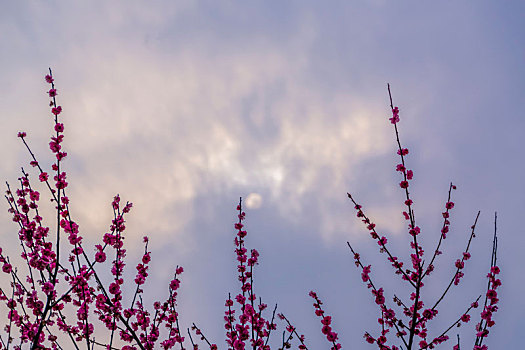 长沙岳阳交界处界碑山的梅花