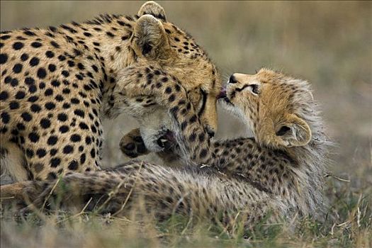 印度豹,猎豹,母兽,修饰,星期,老,幼兽,马赛马拉,自然保护区,肯尼亚
