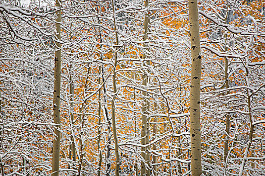 美国,科罗拉多,圣胡安山,雪,白杨,画廊