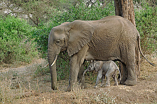 雌性,非洲象,新生,国家公园,坦桑尼亚