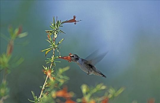 蜂鸟,雌性,亚利桑那,美国