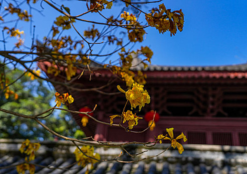 羊城广州千年古刹光孝寺