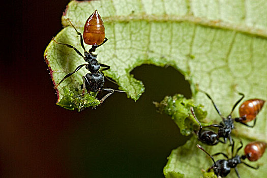 蚂蚁,群,切,叶子,动作,只有,新世界,几内亚