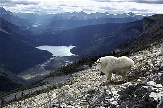 石山羊,雪羊,落基山,风景,远眺,山谷,幽鹤国家公园,加拿大