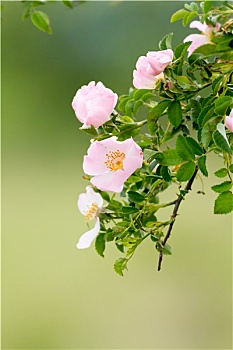 漂亮,盛开,野玫瑰,灌木