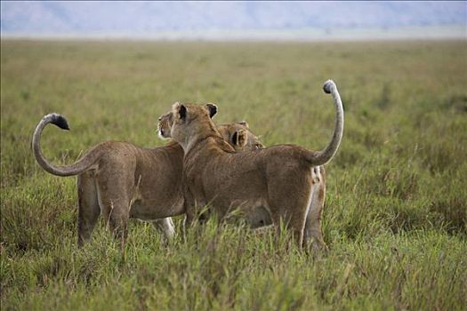 两个,狮子,站立,草地,马赛马拉国家保护区,肯尼亚