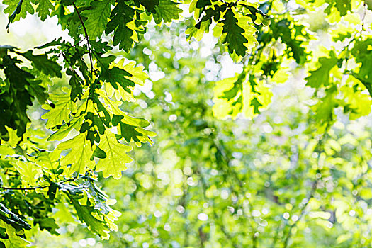 绿色,橡树,叶子,夏天,晴天