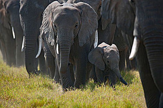 非洲大象072