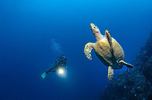 潜水,玳瑁,海龟,科苏梅尔,尤卡坦半岛,墨西哥,中美洲