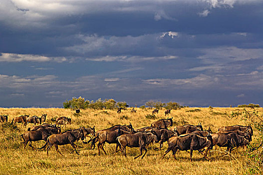 角马,迁徙,乌云,马塞马拉野生动物保护区,肯尼亚