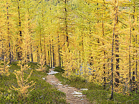 加拿大,艾伯塔省,班芙国家公园,小路,高山,落叶松属植物,秋天