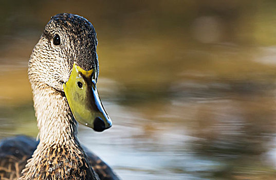 雌性,野鸭,绿头鸭,阿尔冈金公园,安大略省,加拿大