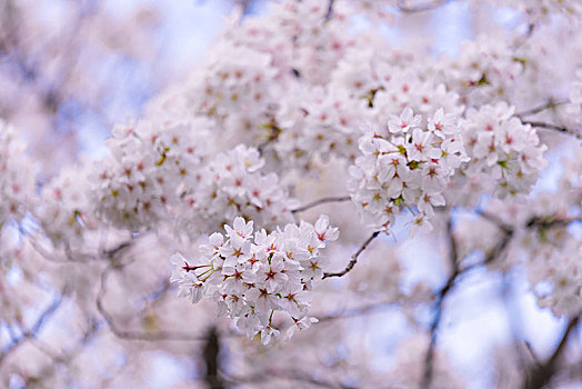 粉色花海