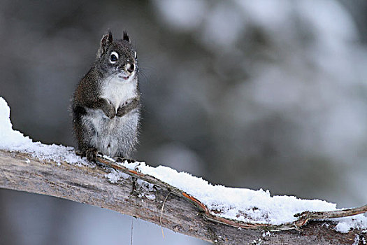 红松鼠,冬天,蒙大拿
