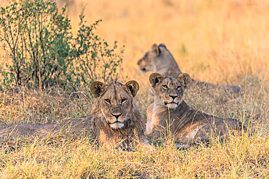 博茨瓦纳,乔贝国家公园,萨维提,自豪,狮子,休息,荫凉