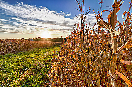 美国,内布拉斯加州,靠近,玉米田,日落