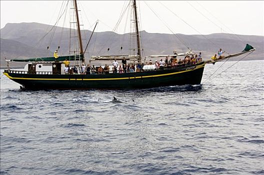 老,纵帆船,海豚,海岸线,正面,富埃特文图拉岛,加纳利群岛,西班牙