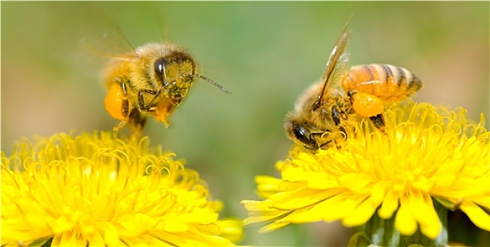 两个,蜜蜂,蒲公英,花