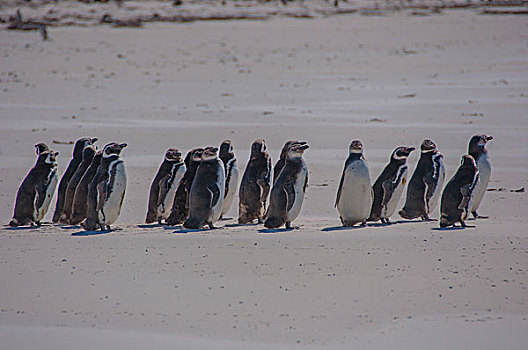 南极麦哲伦企鹅