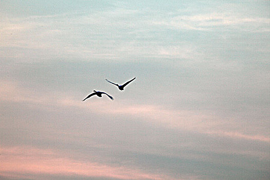 海上飞翔的天鹅