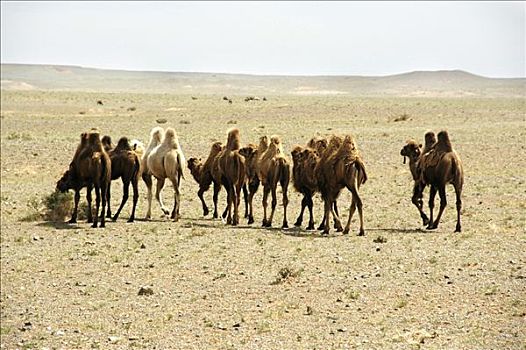 移动,牧群,巴克特里亚,骆驼,荒芜,草原,蒙古