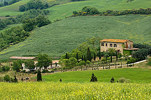 道路,皮恩扎,蒙蒂普尔查诺红葡萄酒,锡耶纳省,托斯卡纳,意大利