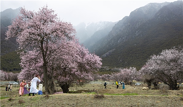 野桃花观赏圣地索松村