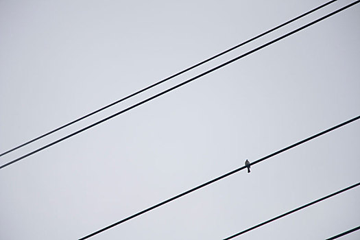 电线上的鸟