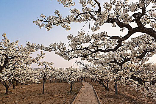 黄河故道梨花开