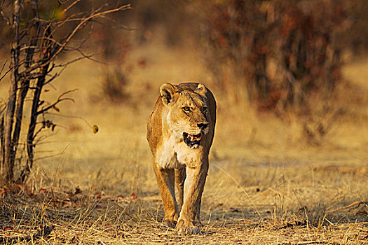 狮子,雌性,走,区域,萨维提,乔贝国家公园,博茨瓦纳,非洲