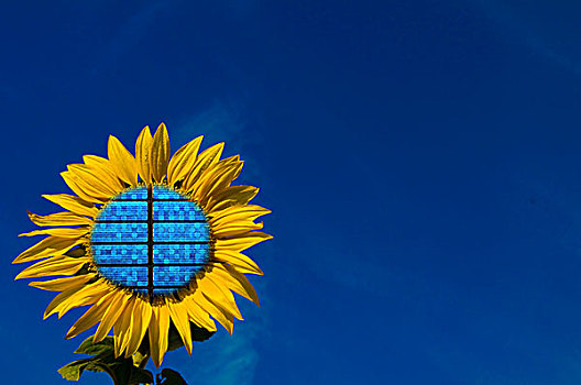 太阳能电池,向日葵