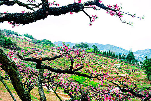 连平,桃花,桃林