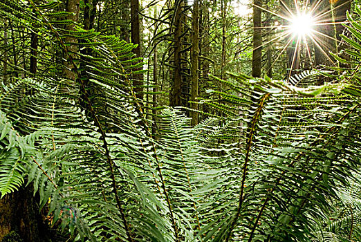 剑蕨类植物,地毯,林中地面,不列颠哥伦比亚省