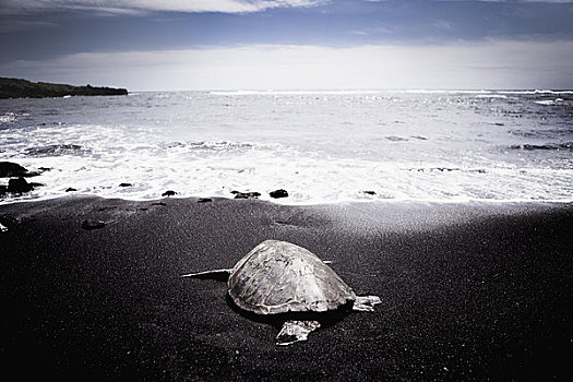 海龟,出海,黑色背景,海滩