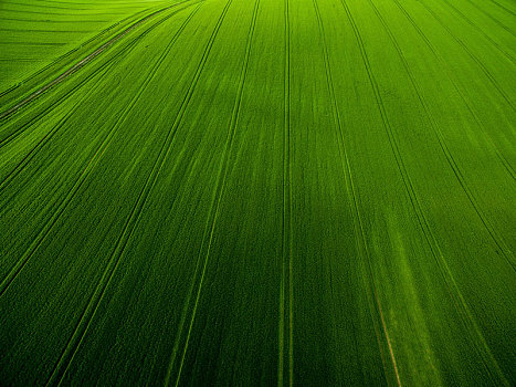 农田,俯视,航拍照片,茂密,绿色