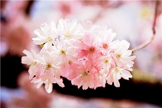 樱花,花,盛开,漂亮,粉色