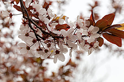 红叶李,樱桃李,紫叶李,矮樱