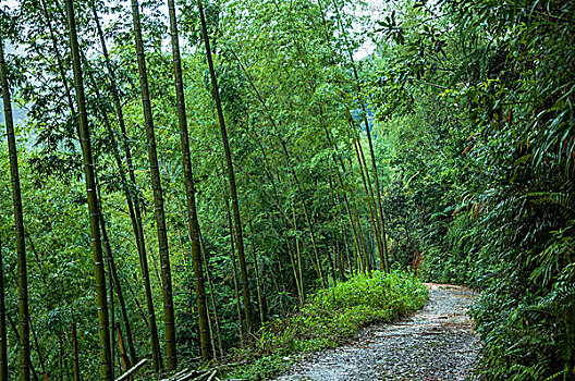 雨雾山景