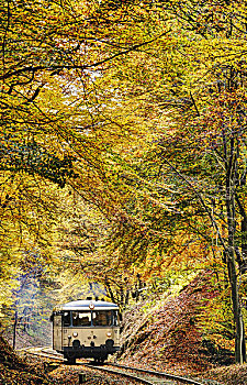 列车,树林,轨道,秋叶,逆光,莱茵兰普法尔茨州,德国