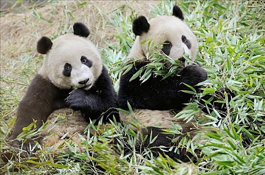 两个,亚成体,大熊猫,竹子,卧龙自然保护区,中国