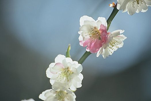 白色,日本,李子,花