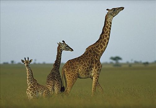 长颈鹿,成年,幼小,热带草原,肯尼亚