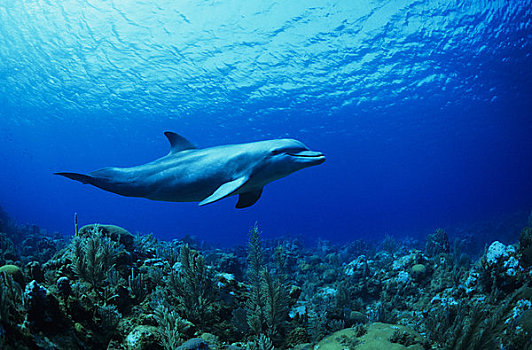 加勒比海,宽吻海豚,水下,上方,珊瑚礁,俘获