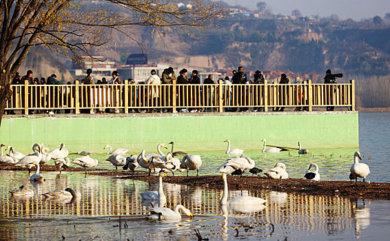山西运城市,黄河湿地大天鹅进入观赏旺季