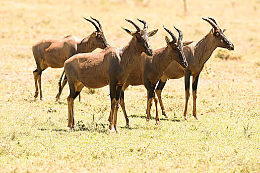 群,雄性,转角牛羚,站立,短小,草,塞伦盖蒂国家公园,坦桑尼亚