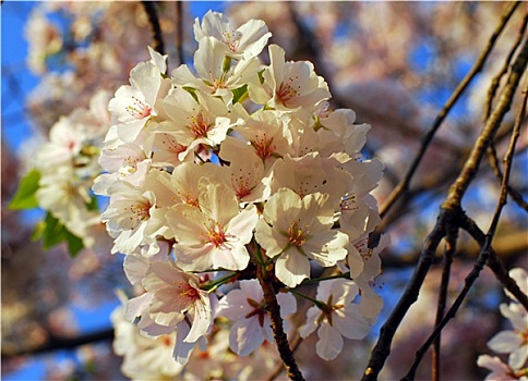 樱花,花