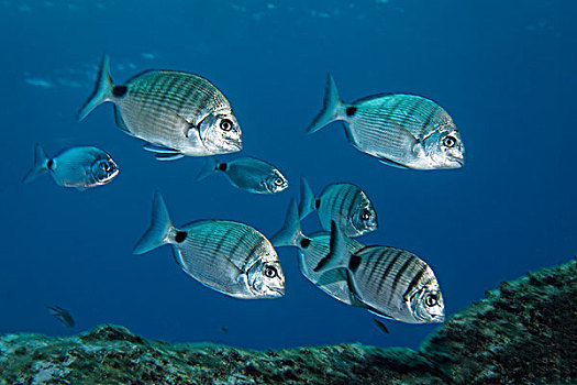 条纹,白色,铜盆鱼,鱼群,马德拉岛,葡萄牙,欧洲,大西洋,海洋